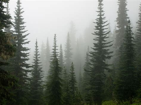 Alpine Trees | Dark forest aesthetic, Alpine tree, Norway landscape