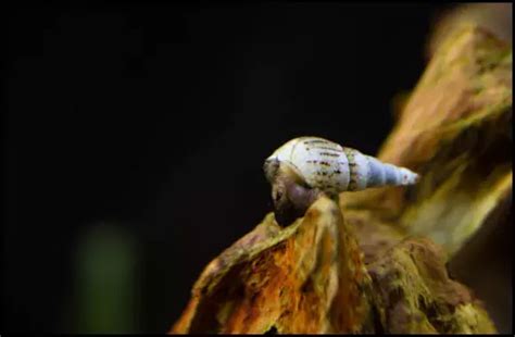 Malaysian Trumpet Snails Tank Mates : Create a Community For Your Snail ...