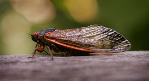 Cicadas: Facts about the loud, seasonal insects | Live Science