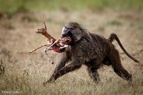 Patrice-Quillard-baboon-Maasai-Mara - Africa Geographic