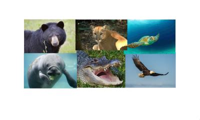 Endangered and Threatened Species in the Everglades