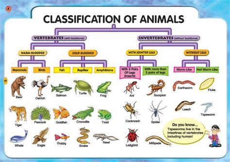 Two Classification of Animals: Vertebrates and Invertebrates ...