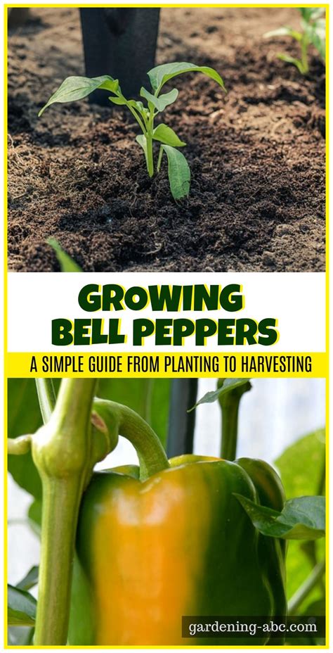 How To Grow Bell Peppers: Useful Tips For Growing Bell Peppers