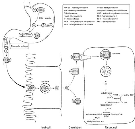 Figure 1 from Metformin and Vitamin B12 Deficiency: Where Do We Stand ...