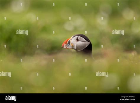 Puffins arrive for breeding season on Skomer Island Stock Photo - Alamy