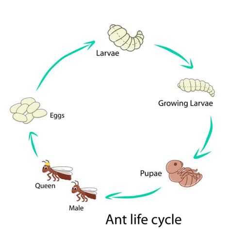 Carpenter Ant - Angel Pest Control