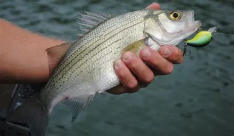 Best White Bass Lures for a Perfect Catch - Stellar Outdoor Life