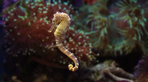 Worlds Smallest Seahorse