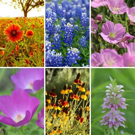 Top 10 Texas Wildflowers to Grow - Native Backyards