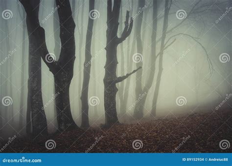 Mysterious Scary Forest with Fog Stock Photo - Image of gloomy, haze ...