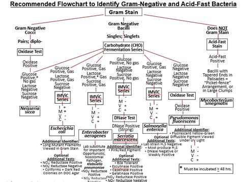 Gram Positive Organisms Chart