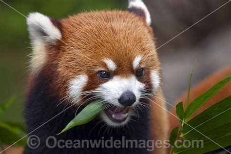 Red Panda Himalayas Photo