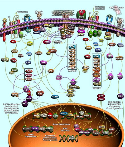 MAPK Signaling Pathway | RayBiotech