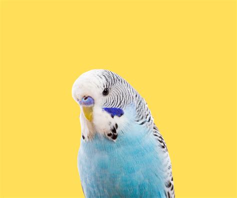 All About Budgies | myBird