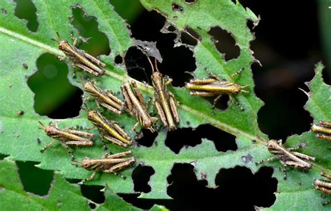 UN warns most devastating locust plague in "living memory" may come ...