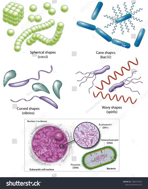 Types Of Bacteria