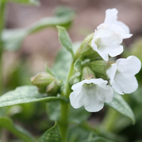 Buy lungwort Pulmonaria Sissinghurst White: £9.99 Delivery by Crocus