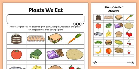 Food From Plants Worksheet - Primary Resources