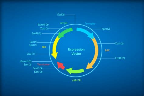 Plasmid vectors - Labster