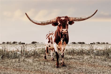 Texas Longhorn Wallpaper Screensavers