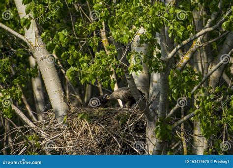 White-tailed Eagle in the Nest with Small Birds Stock Image - Image of ...