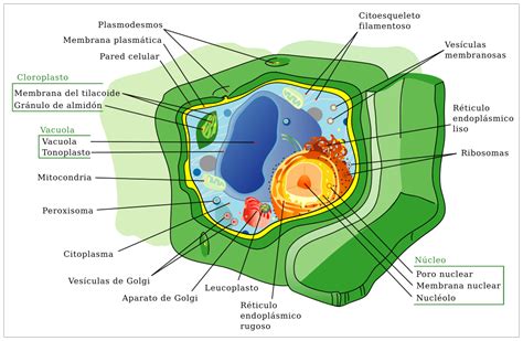 bordado America Intentar ejemplos de celula animal y vegetal Ewell ...