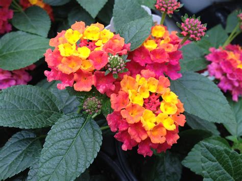 Lantana trepadeira e lantana camara - Têm um perfume suave e atraem ...