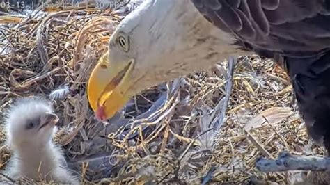 Dulles Greenway bald eagles welcome first baby to nest | wusa9.com