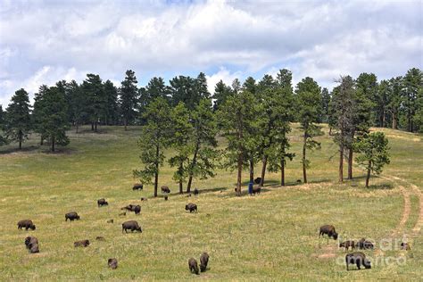 Colorado Bison Herd Photograph by Catherine Sherman - Fine Art America