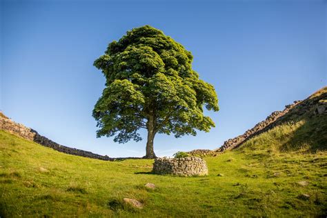 Sycamore Gap by philreay-General Landscapes | Village.Photos