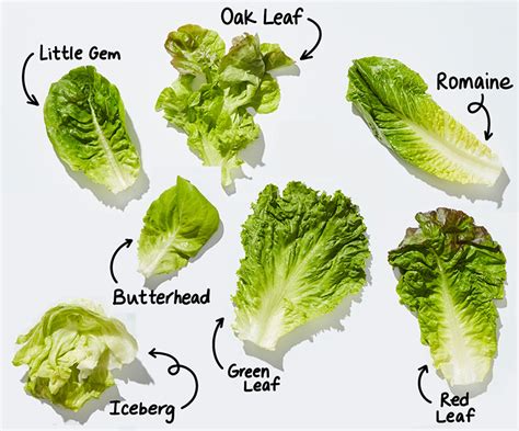 How to grow lettuce (and other salad greens) | Local Food Connect