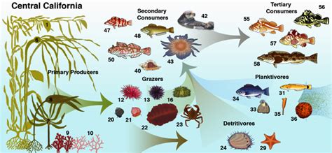 Kelp Forest Ecosystem