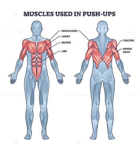 Muscles used in push ups sport activity with anatomical outline diagram ...