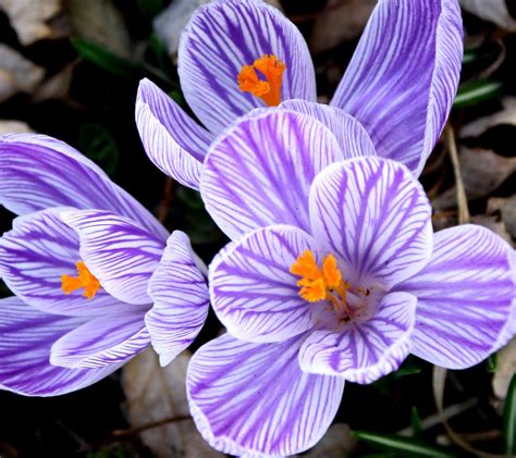 Striped Purple Crocus 1800x1600 Background Image, Wallpaper or Texture ...