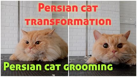 Persian cat grooming|Persian cat transformation|#cutepersiancat|# ...