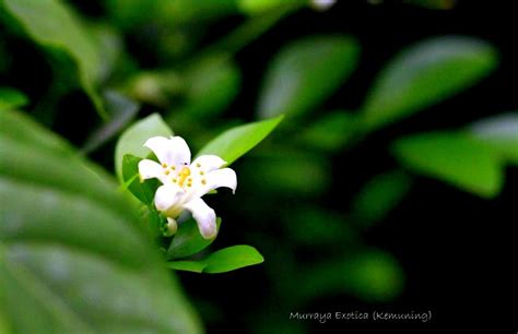 Murraya Exotica, Flower of Indonesia also known as Kemuning Flower