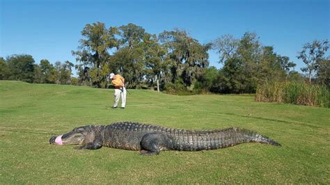 1-Eyed Alligator Named After 'Happy Gilmore' Character Caught on Texas ...