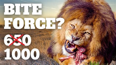 Lion's Bite Force: Debunking Myths & Unveiling Facts - YouTube