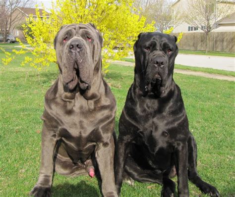 Neapolitan Mastiff 5 - Pet Paw