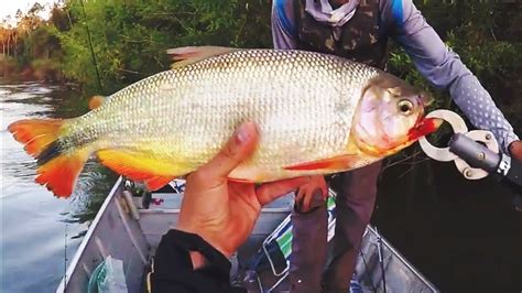 MINHA MAIOR PIRAPUTANGA DO ANO 🎣!!! PESCARIA DE FIM DE TARDE QUE NUNCA ...