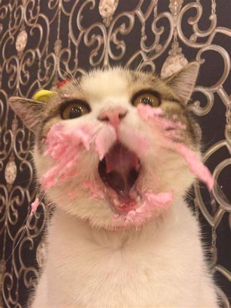 Cat Eating Cake On His Birthday Is Adorable - We Love Cats and Kittens