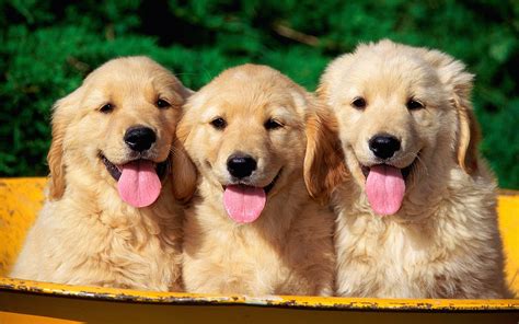 Golden retriever puppies wallpaper | Wallpaper Wide HD