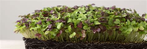 Microgreen Seeds - Organic Varieties | Johnny's Selected Seeds