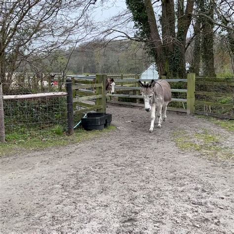 The Donkey Sanctuary (@DonkeySanctuary) / Twitter