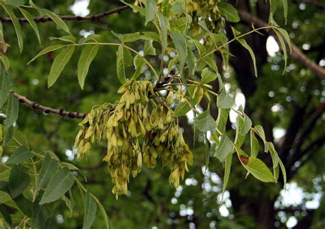 Grow Ash Trees From Seed - A Simple Recipe to Success