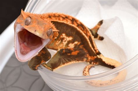 High-End Crested Geckos for Sale