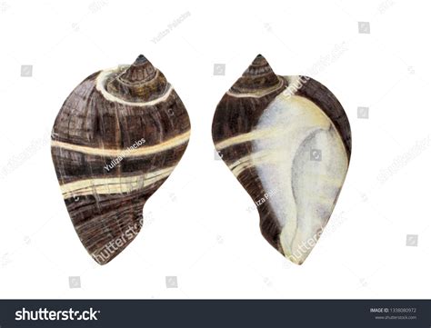 Realistic Snail Vector Illustration Handmade Drawing Stock Photo ...