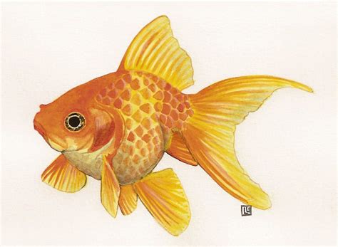 a painting of a goldfish on a white background