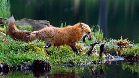 Épinglé par Ilona Treuheit sur Animals... | Animaux foret, Animaux ...