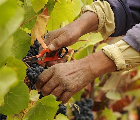 Central Chile celebrates the grape harvest – travelArt